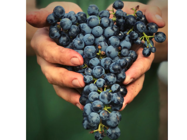 14 de abril – Día del Tannat: Celebrando la cepa insignia de Uruguay