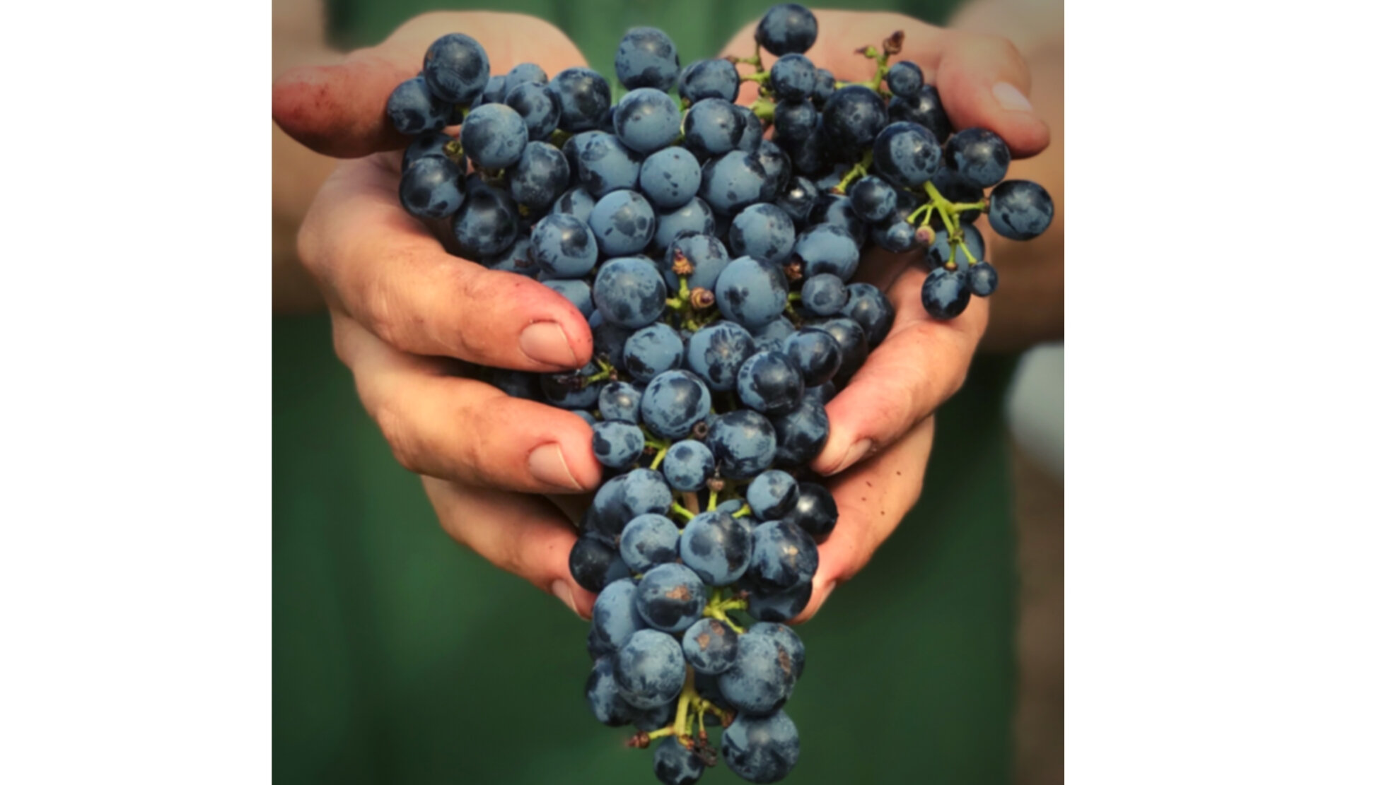 April 14 - Tannat Day: Celebrating Uruguay’s champion grape